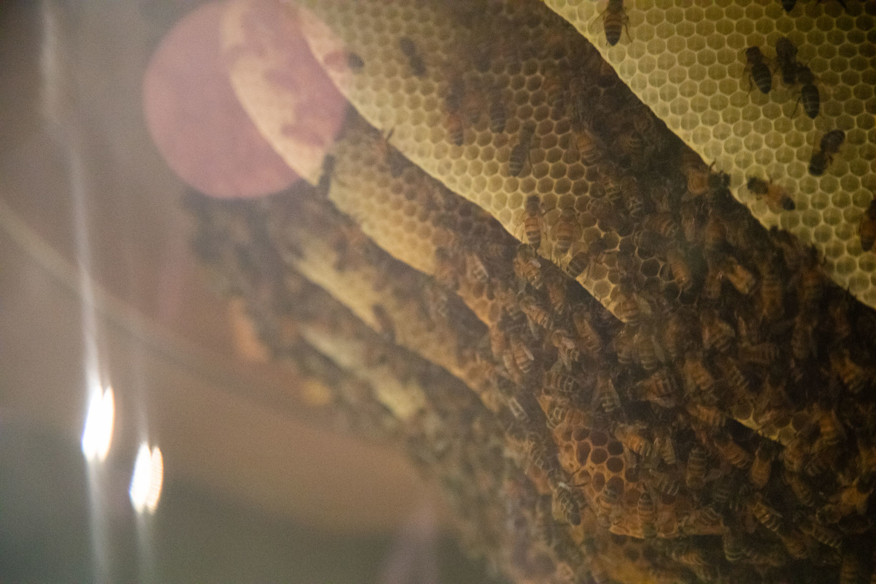 Bees 10